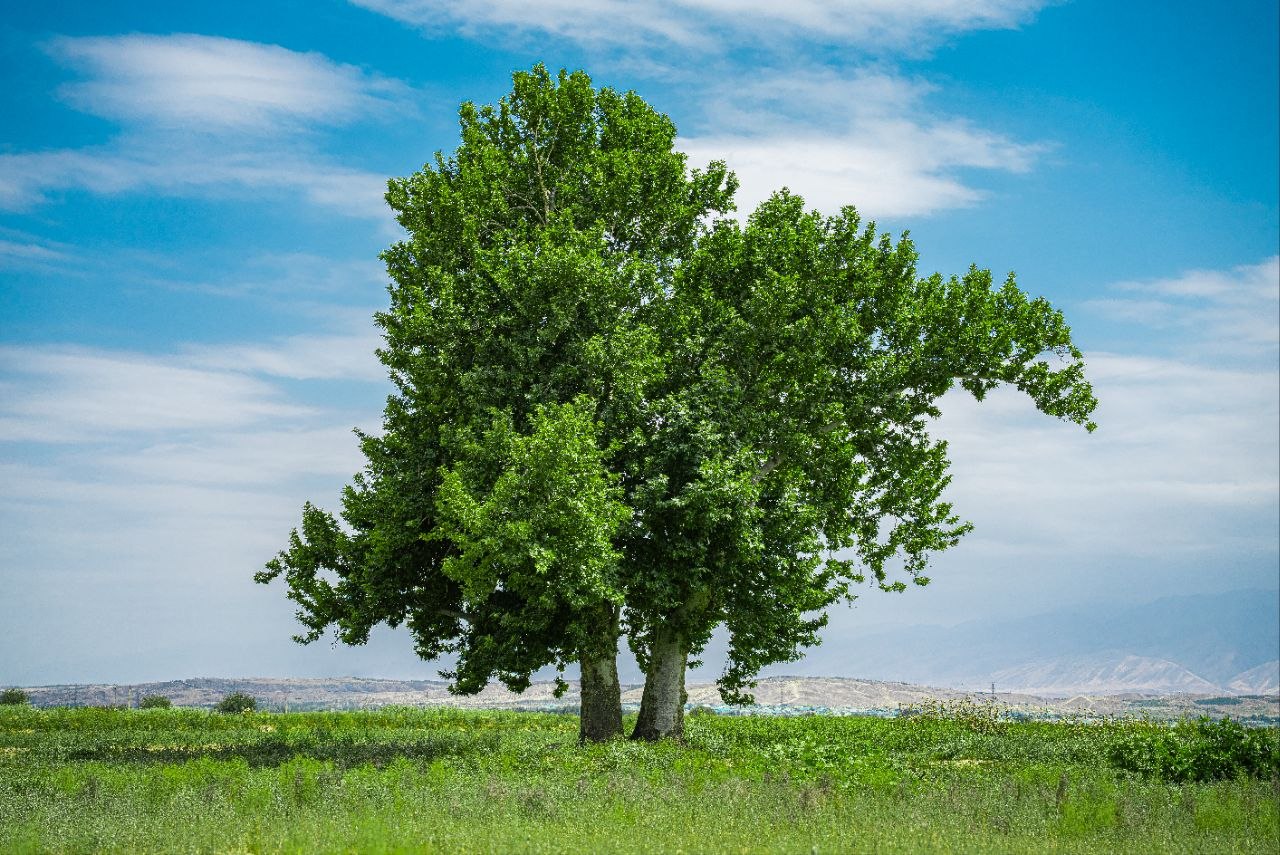 Gosha Cynar Tree